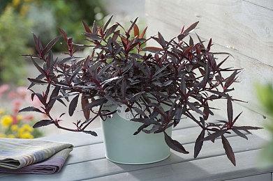 《精灵鼠传说》制作方表示 续作将由U3D转为虚幻5引擎开发